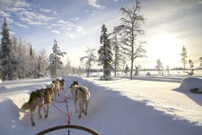 huskies-sneeuw-header