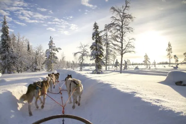 huskies-sneeuw-header