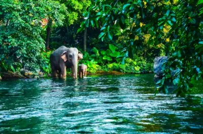 Thailand khao yai olifanten jungle beekje