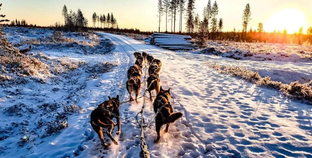 Hondensledetocht in Lapland
