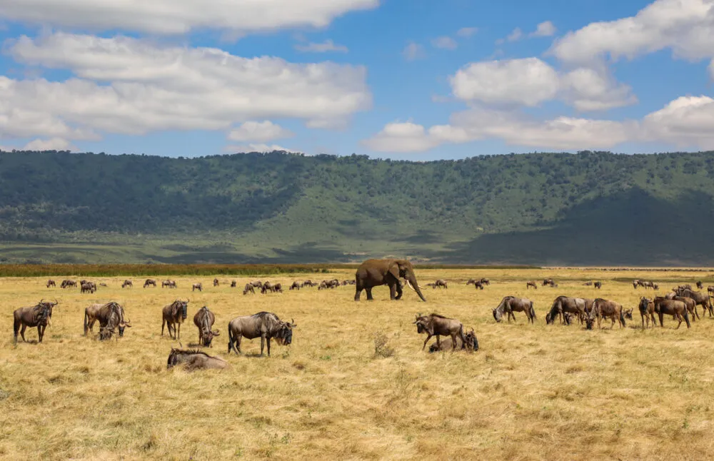 Dieren in de Ngorongoro Crater