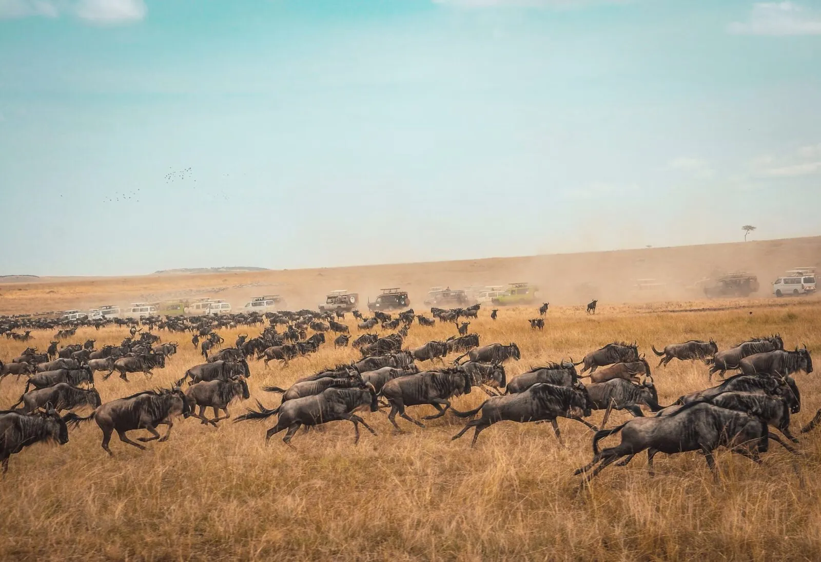 noord-serengeti-wilde-beast-rennen