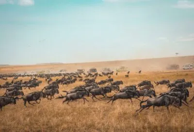 noord-serengeti-wilde-beast-rennen