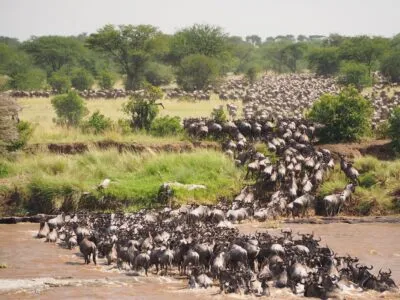 serengeti-park-buffel-migratie