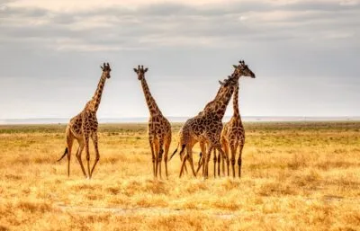 Tanzania serengeti park giraffen