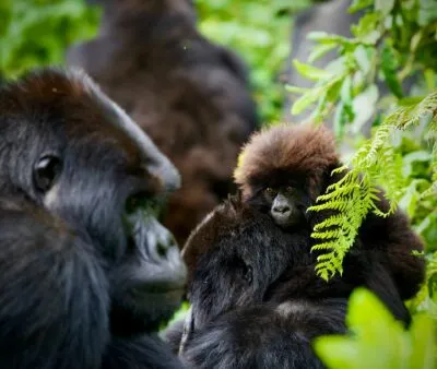 Rwanda baby gorilla