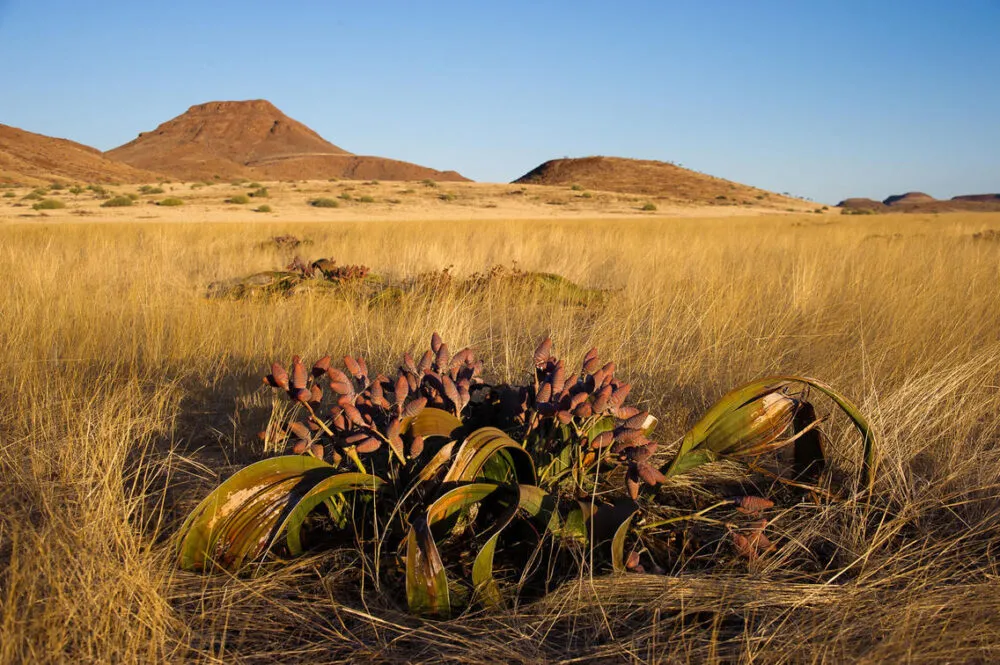 Brandberg met steppe gras in Namibië.
