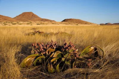 Brandberg met steppe gras in Namibië.