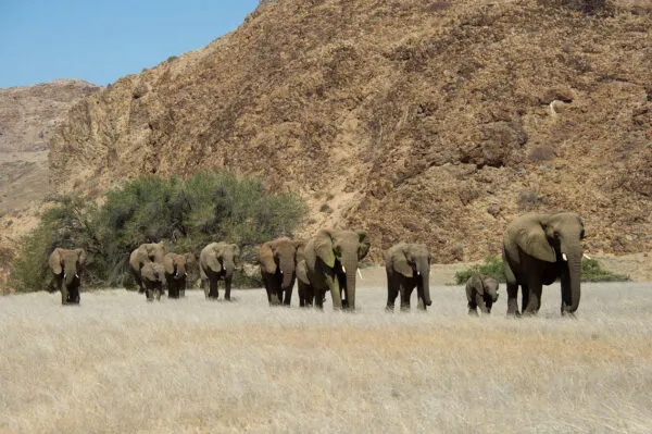 Namibië ethosa national park olifanten lopen in een kudde