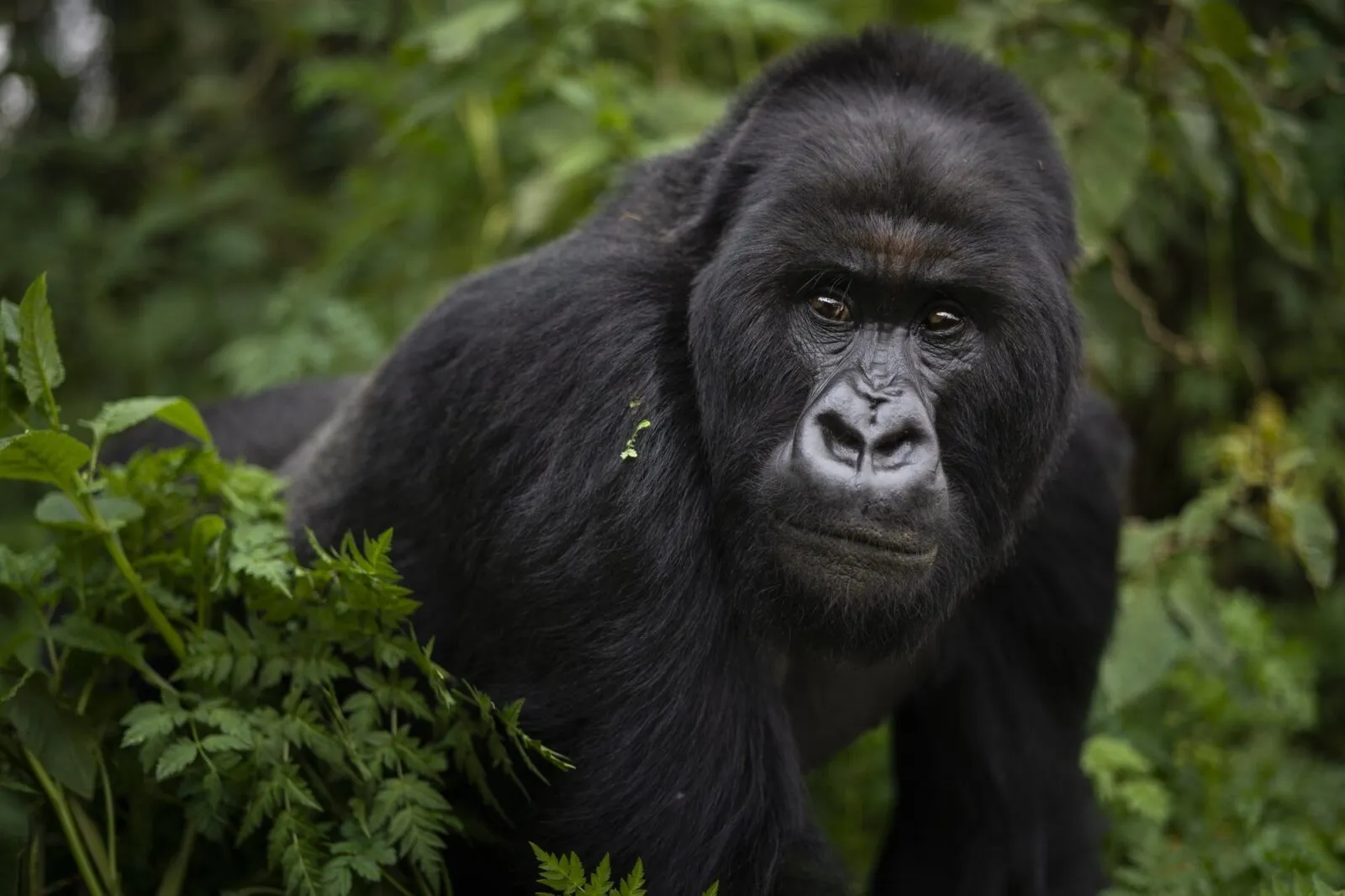 Rwanda gorilla kijkend