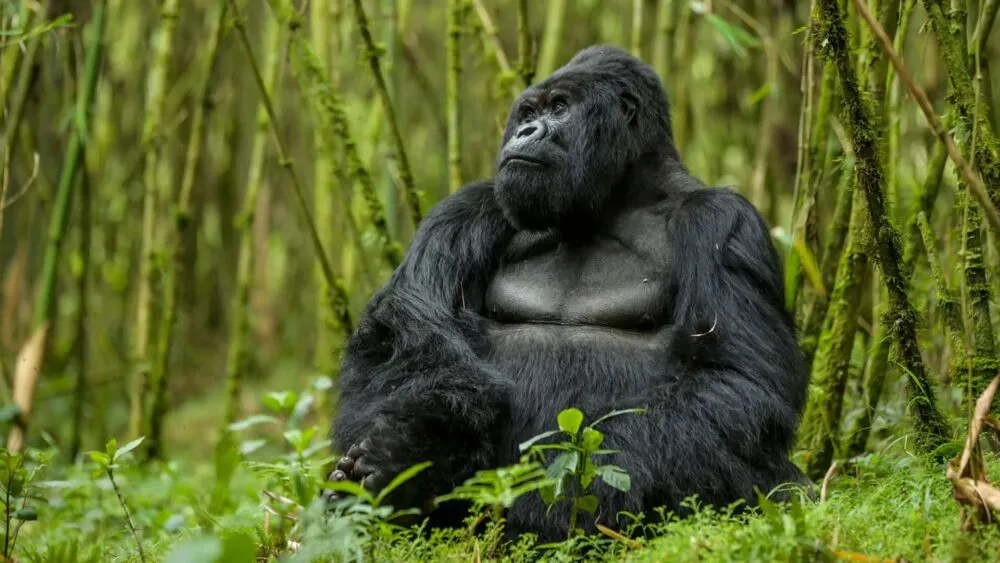 gorilla-vulcanoes-national-park-rwanda