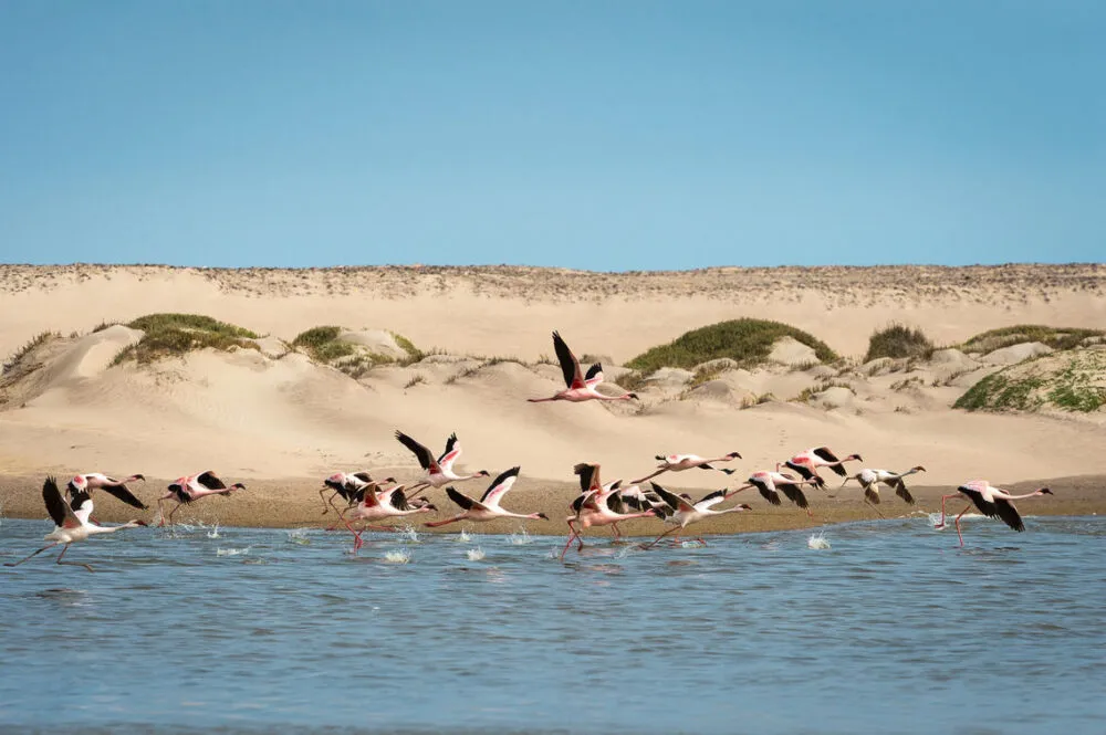 Namibië hoanib skeleton coast flamingos water woestijn