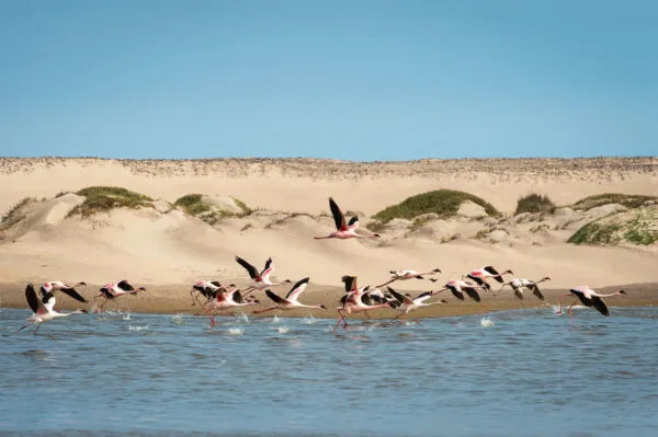 Namibië hoanib skeleton coast flamingos water woestijn