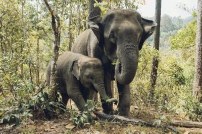 khao-sok-olifanten-eten-grote-kleine-olifant