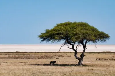 Namibië leeuw onder de boom