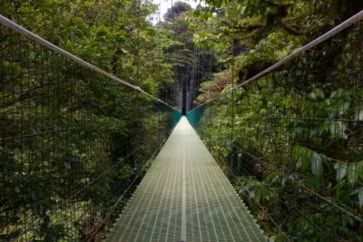 monteverde-brug-jungle