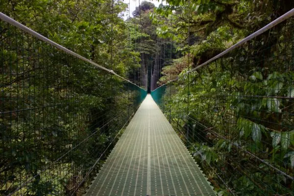 monteverde-brug-jungle