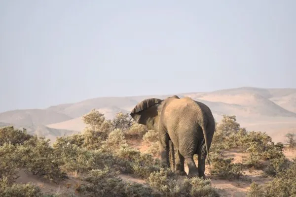 Olifant in de heuvels van Namibië
