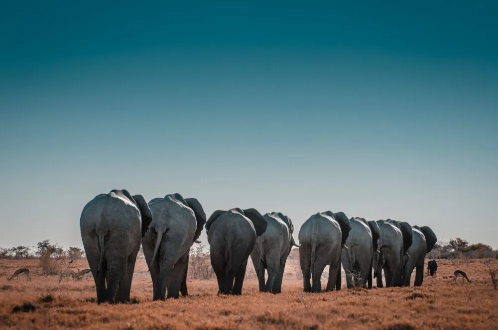 Kudde olifanten in Namibië