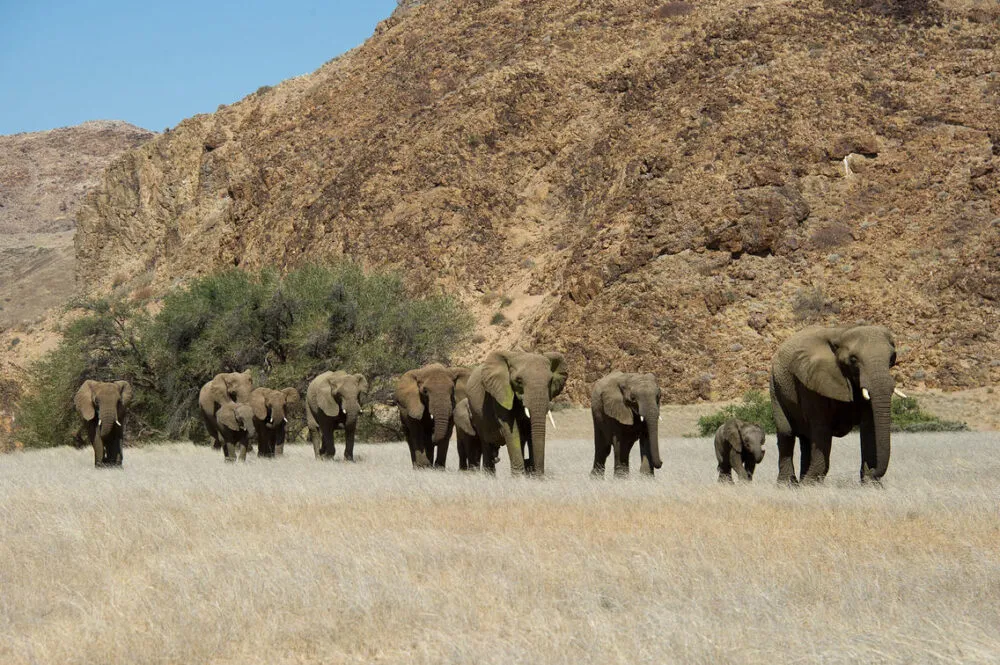 Safari in Namibië