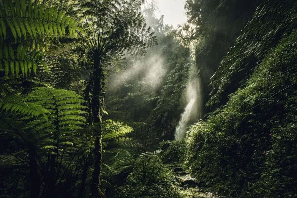 Rwanda nyungwe national park licht door de bomen