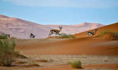 Namibië reebok woestijn sossusvlei