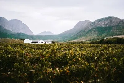 Zuid-Afrika stellenbosch wijngaard met wit huis