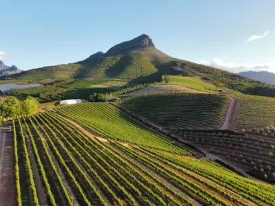 Wijngaarden van Stellenbosch, Zuid-Afrika