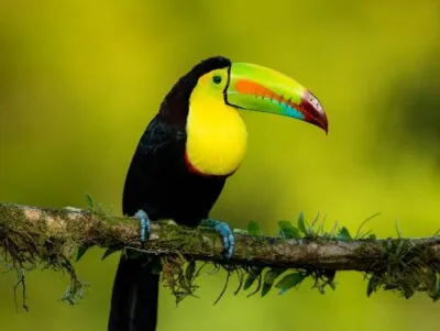 Toucan Costa Rica Op Een Tak