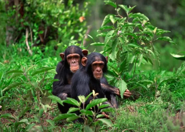 Rwanda twee jonge chimpansees