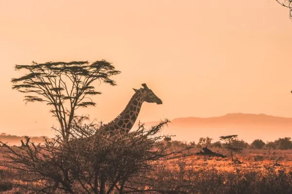 Giraffe in de savanne in Zuid-Afrika