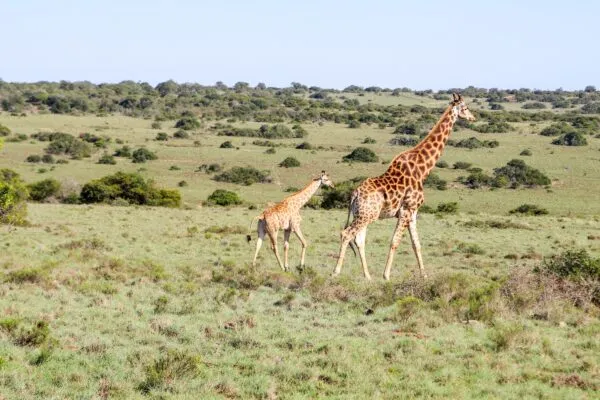 zuid-afrika-header-giraffes-lopen-groen-gras.jpg