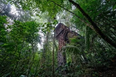 Costa Rica Boomhut Jungle Bos Groen