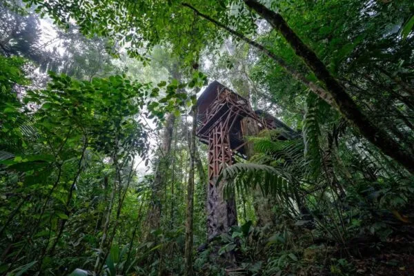 Costa Rica Boomhut Jungle Bos Groen