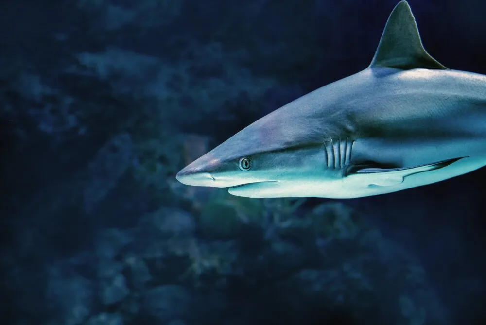 Haai In De Zee Zwemmend Donker