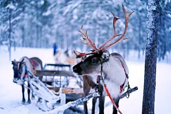 Rendier met kerst in Lapland