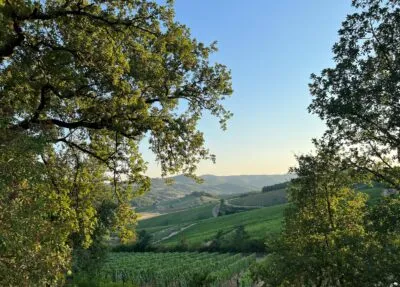 Toscane Italie Wijngaarden Bomen Uitzicht Gebergte