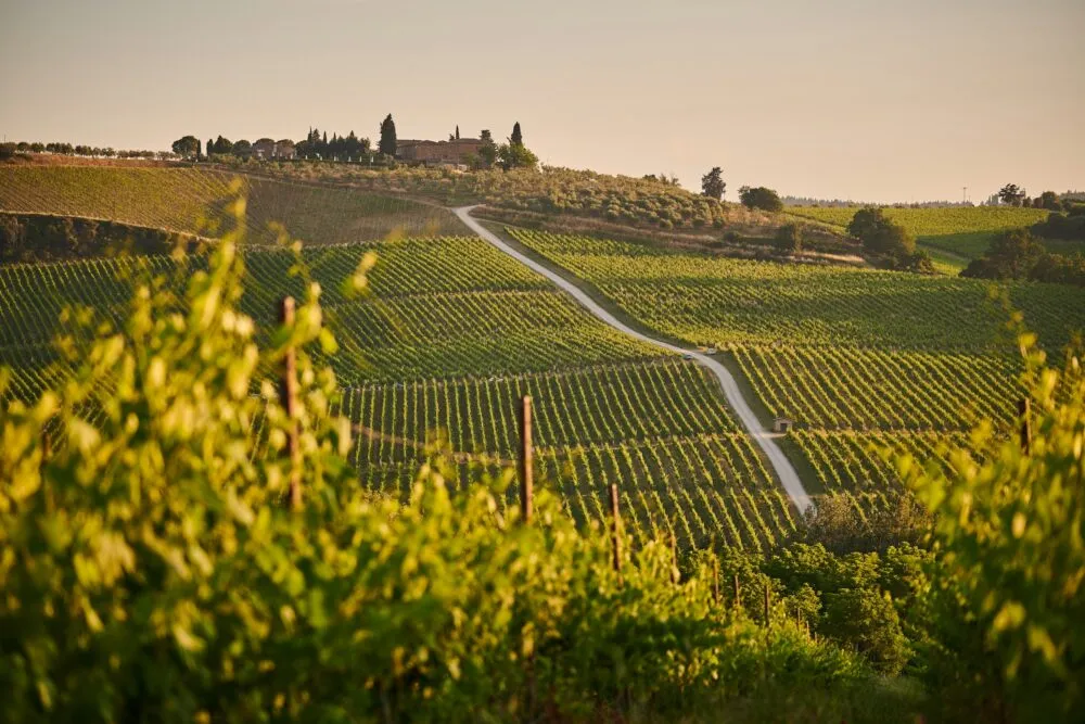Toscane Italie Wijngaarden Zon Geel Veld