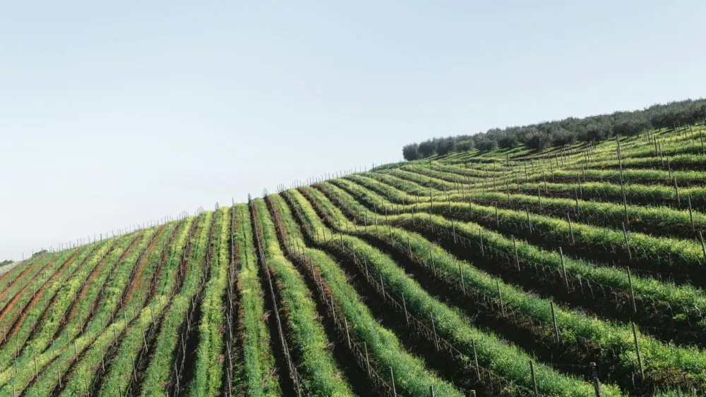 Wijnvelden Zuid Afrika Stellenbosch Groen Palen