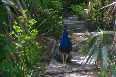 Bahamas Pauw Blauw Lopend In De Jungle