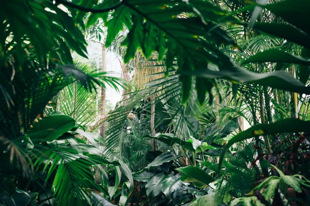 Jungle Groen Bladeren Bomen