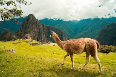 Peru Lama Machu Picchu