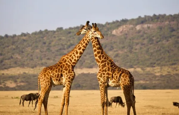 Serengeti Giraffe Beesten Op Achtergrond