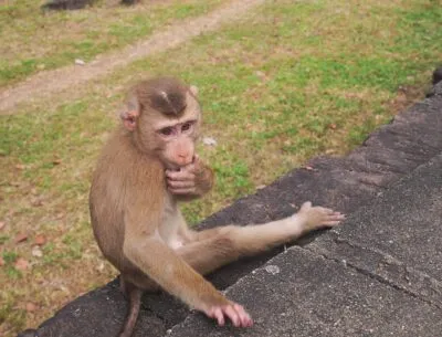 Angkor National Park Aapje Zittend Op De Grond
