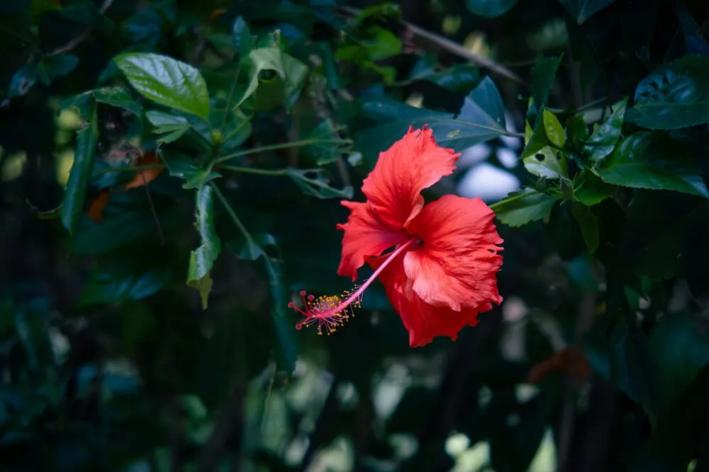 Cambodja Choeung Ek Bloem Rood