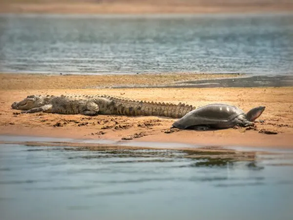 India chambal krokodil schildpad zand water