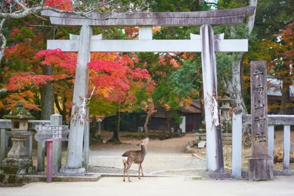 Hert onder schrijn in Nara Park in Japan