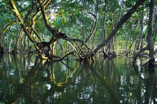 Mangroves Mauritius tijdens reis