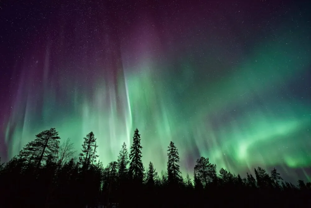 Zweden Noorderlicht Lucht Bomen Schaduw