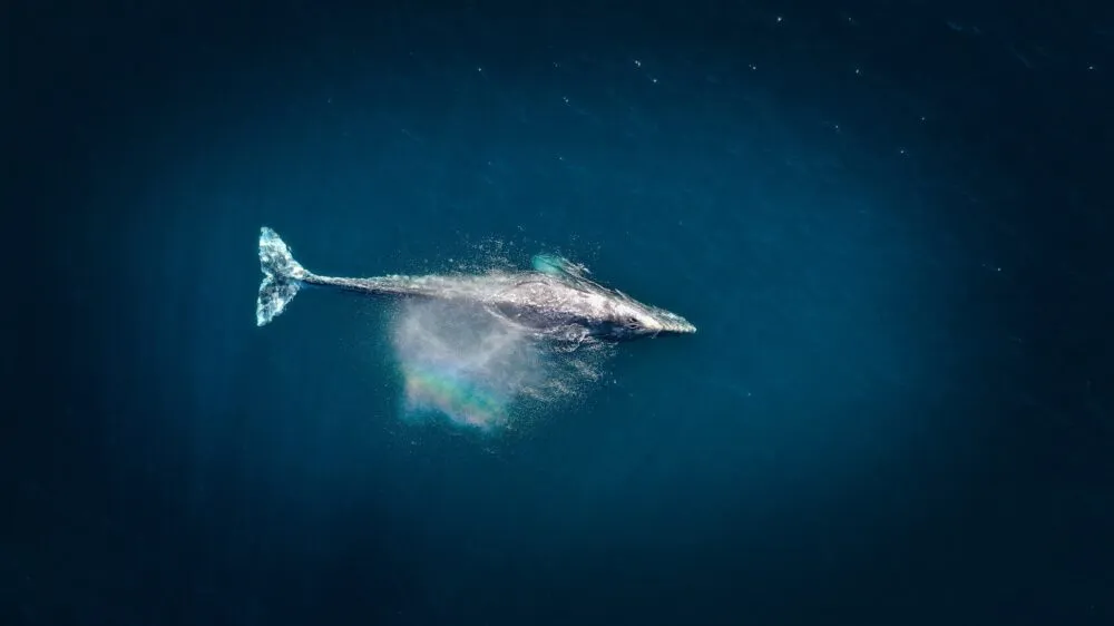 Walvis bij Costa Rica